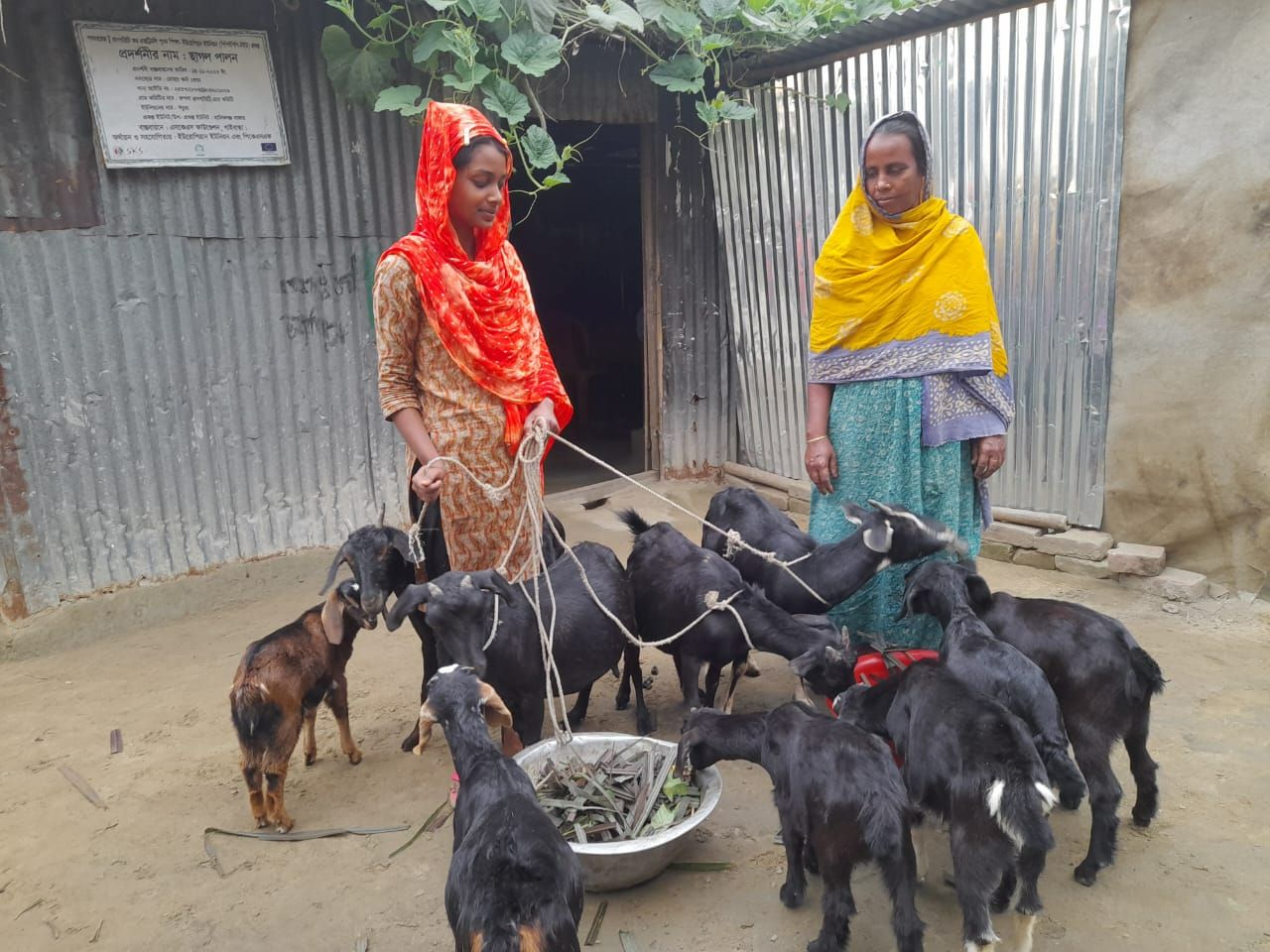 আধৃনিক পদ্ধতিতে মাচায় ছাগল পালন.jpg